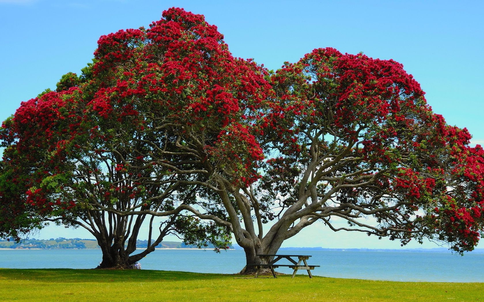 árvores árvore paisagem natureza parque folha flora flor jardim ramo ao ar livre estação luz do dia cor grama arbusto ambiente campo madeira céu