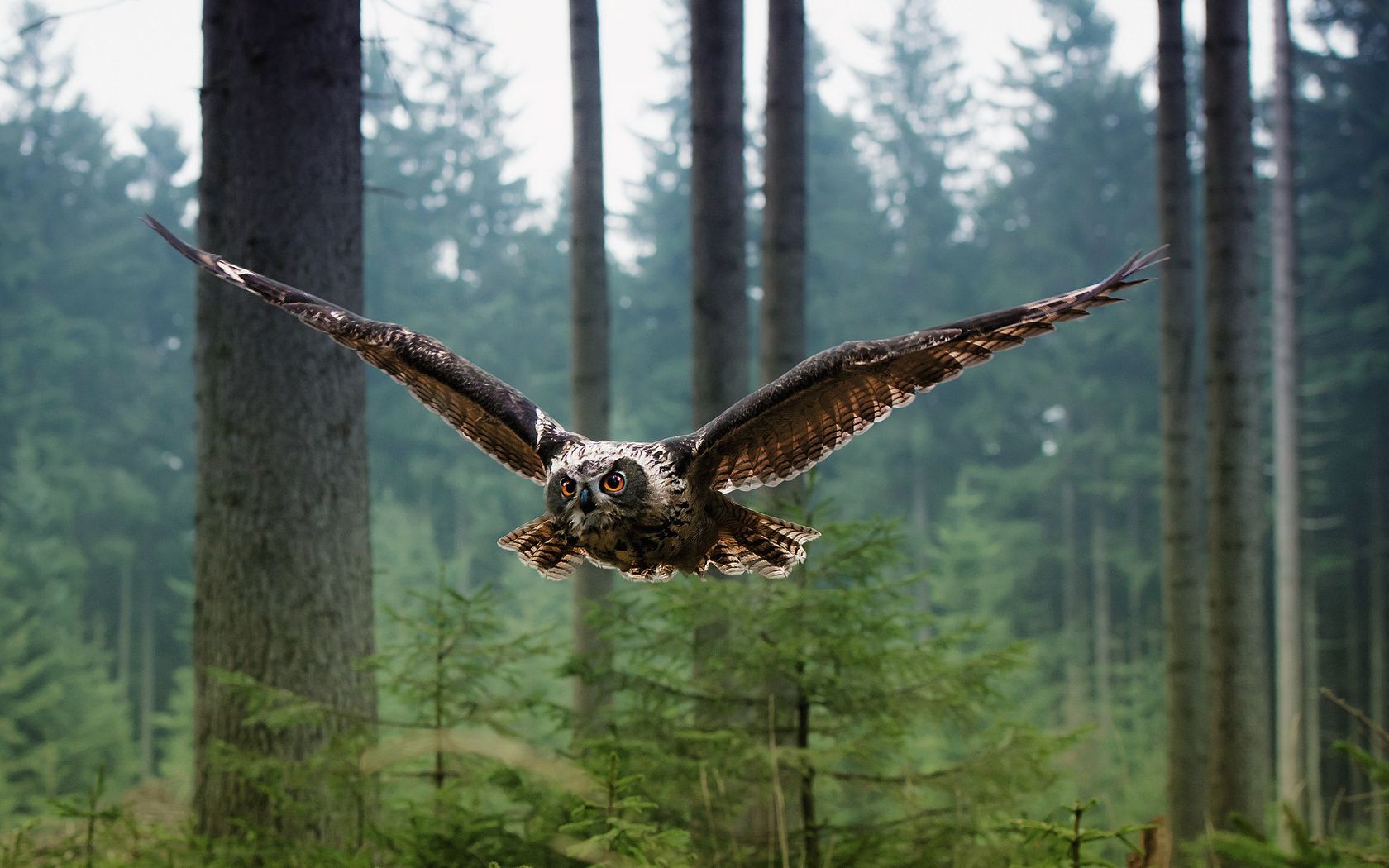 animaux bois nature raptor arbre oiseau à l extérieur lumière du jour la faune sauvage aigle