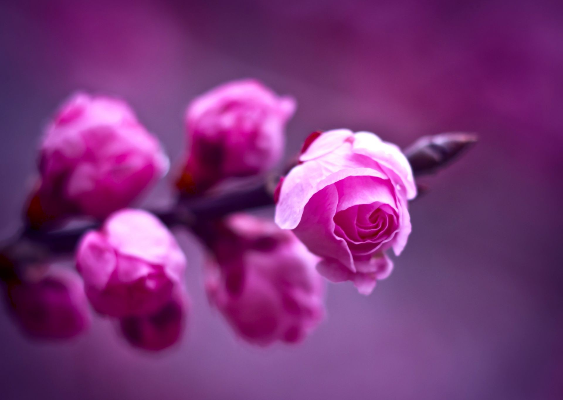 Цветки в розовам цвете бесплатно