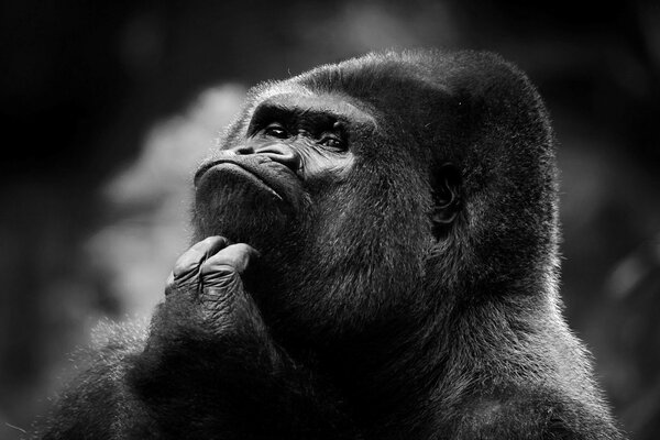 Black and white image portrait of a gorilla