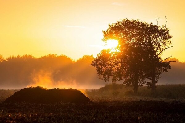 Sunset on the background of a field and a tree