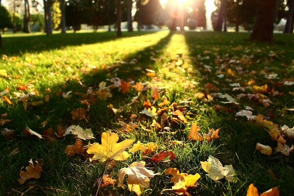 草地上阳光下的秋叶