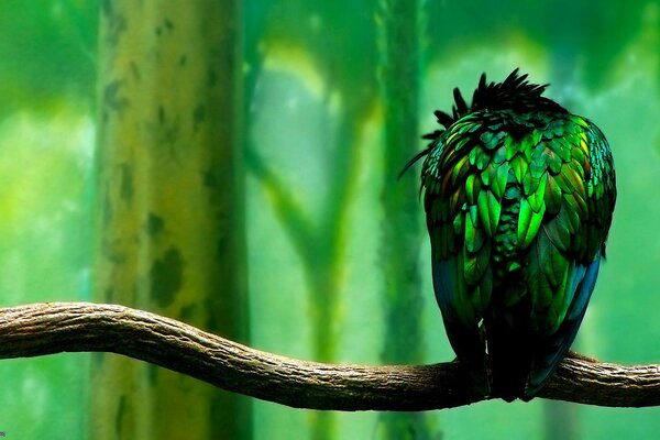 Oiseau solitaire comme une feuille sur un arbre