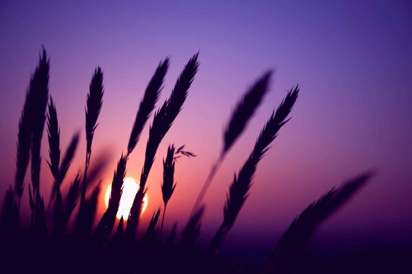 Spikelets at the purple sunset of the day