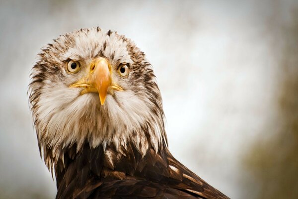 Le regard de l aigle sur sa cible