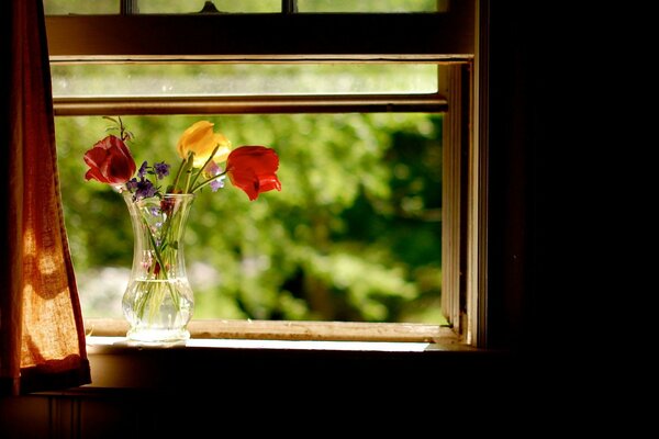 Weiße und zwei rote Rosen stehen am Fenster