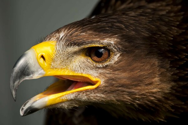 Wildlife. The eagle s head. Eagle s Beak