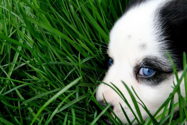 Cute dog in soft grass