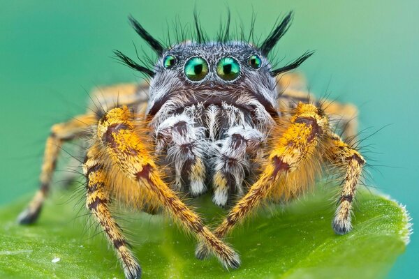 Araignée-insecte induisant la peur