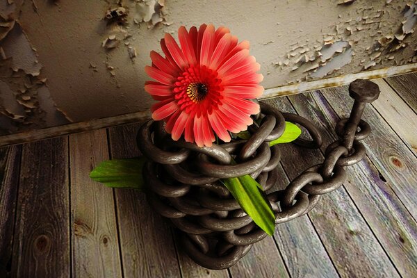 The dahlia is wrapped in an iron chain