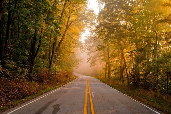 Lumière au bout de la route dans la forêt d automne