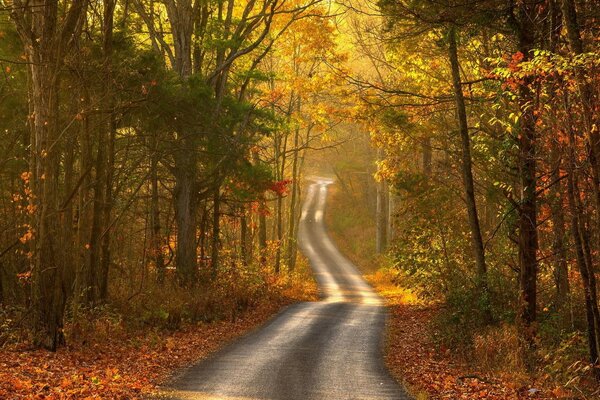 Tranquilla strada asfaltata tra gli alberi autunnali