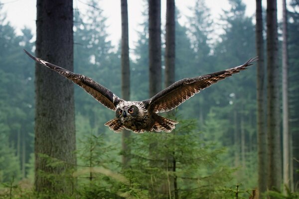 A formidable owl in flight in the forest