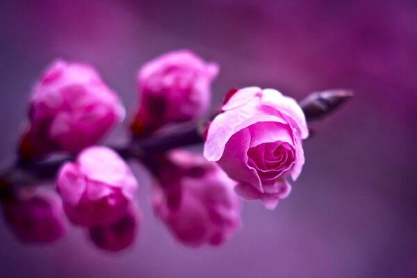 The pink branch of a flower in macro photography