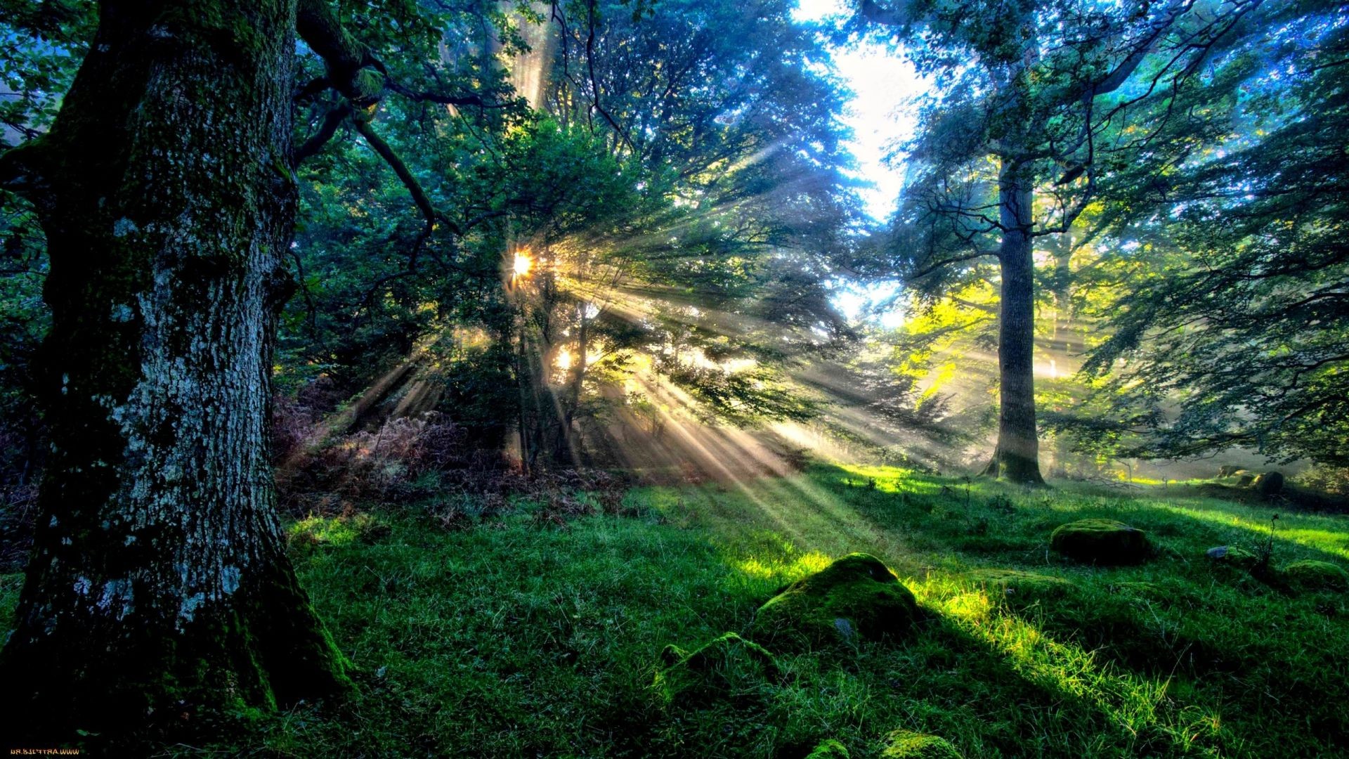 wald baum holz landschaft natur dämmerung park straße sonne blatt gutes wetter führer umwelt licht im freien gras landschaftlich nebel landschaft ländliche