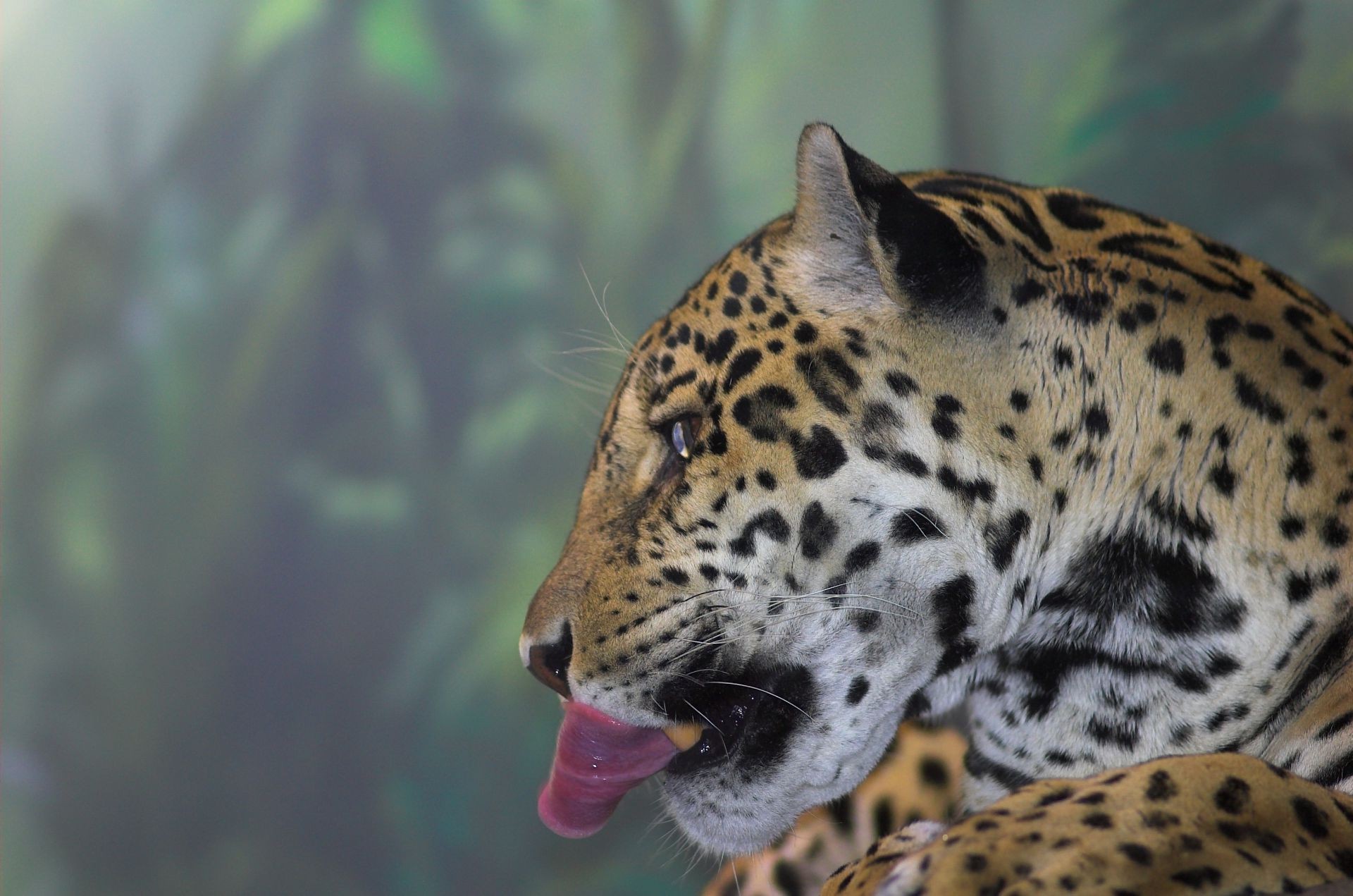 tiere tierwelt katze natur zoo säugetier leopard tier im freien wild raubtier