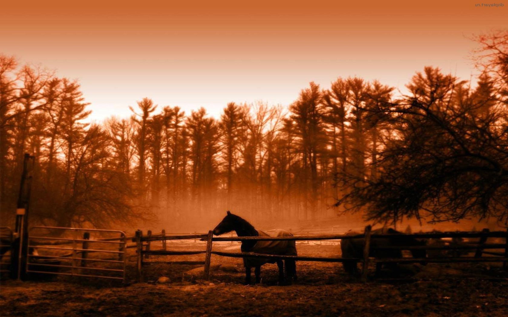 cavallo tramonto alba illuminato albero silhouette sera sole paesaggio cielo nebbia luce legno all aperto crepuscolo autunno nebbia natura inverno ombra