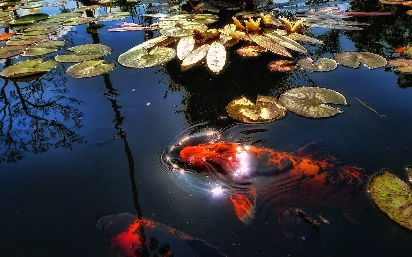 peixes do rio peixes água debaixo d água rio ao ar livre frutos do mar natureza viagens aquário reflexão crucian peixe dourado piscina natação mar