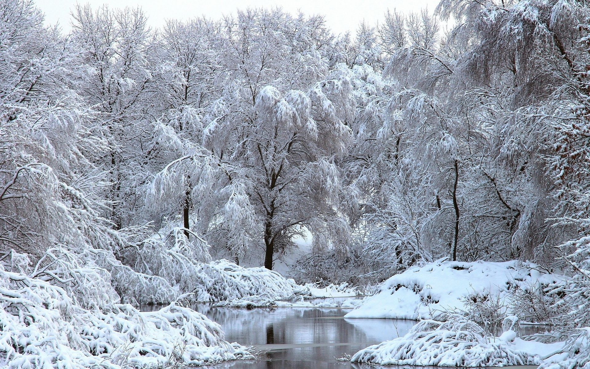 invierno nieve escarcha frío hielo congelado madera escarchado paisaje tiempo temporada hielo árbol naturaleza blanco como la nieve frío escénico