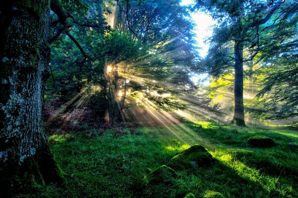 Die Sonnenstrahlen durch das Laub