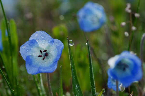 Foto von Blumen mit Morgentau