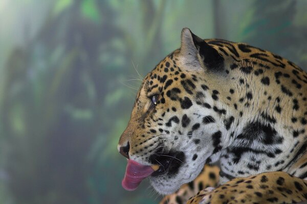 A leopard looks like a wild cat