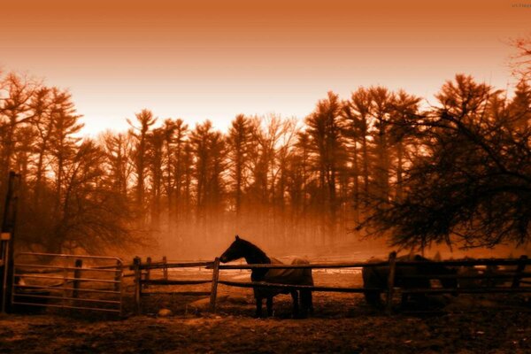 Los caballos caminan al atardecer cerca de los árboles