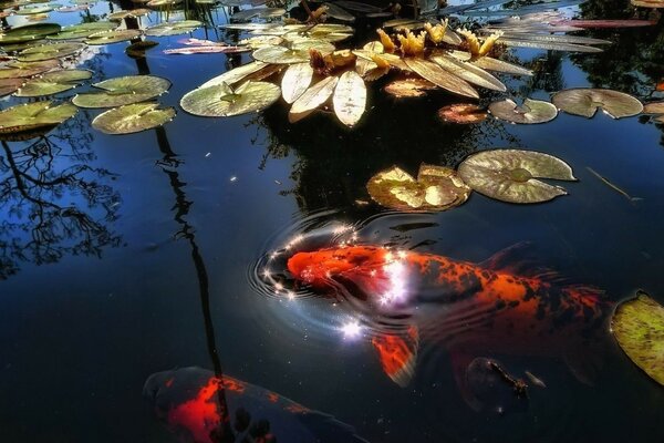 Roter Fisch im Teich