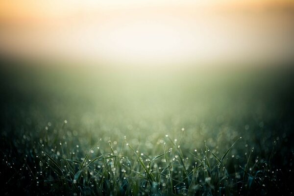 Gotas de orvalho na grama ao amanhecer