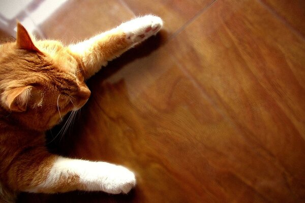 El gato rojo tiene un séptimo sueño