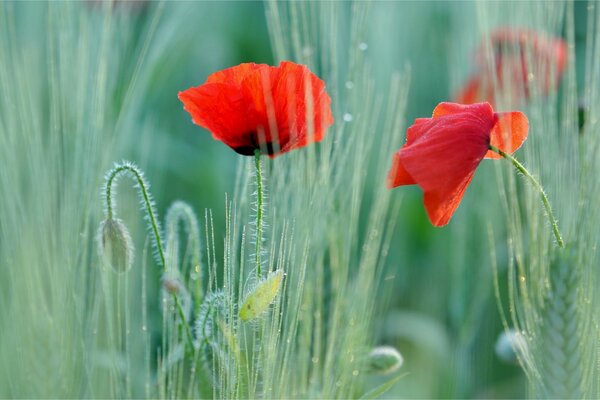 Red poppies in green grass