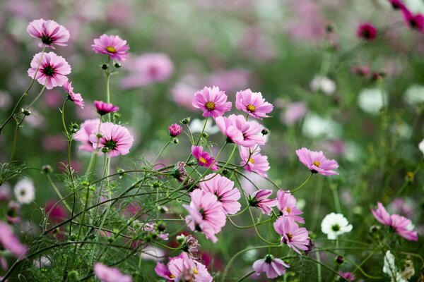 Colorful wildflowers in nature