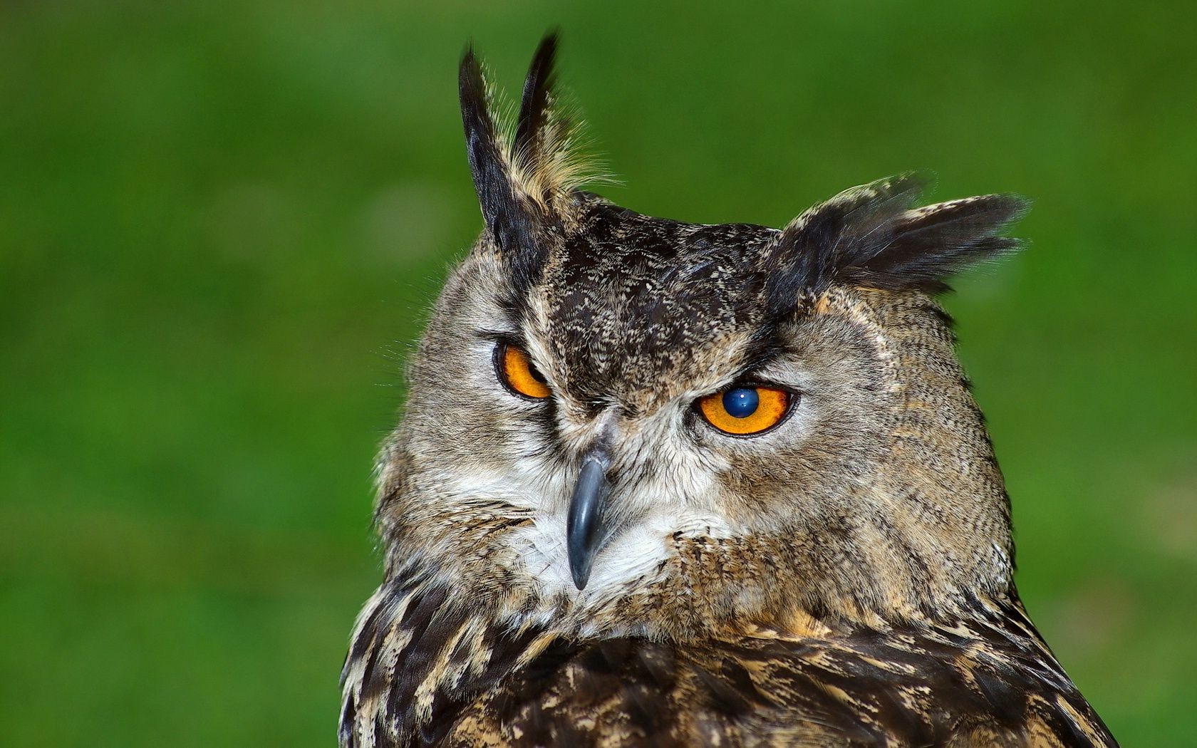 animales raptor búho pájaro vida silvestre presa águila naturaleza retrato depredador salvaje pico ojo cetrería cazador animal pluma nocturno depredador aviador