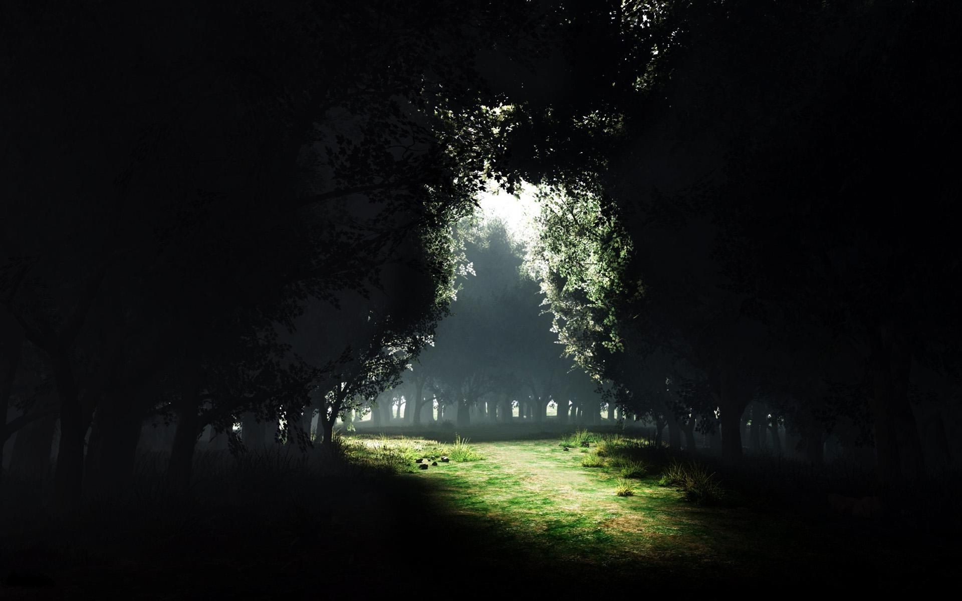 road fog mist tree light landscape dawn nature outdoors dark