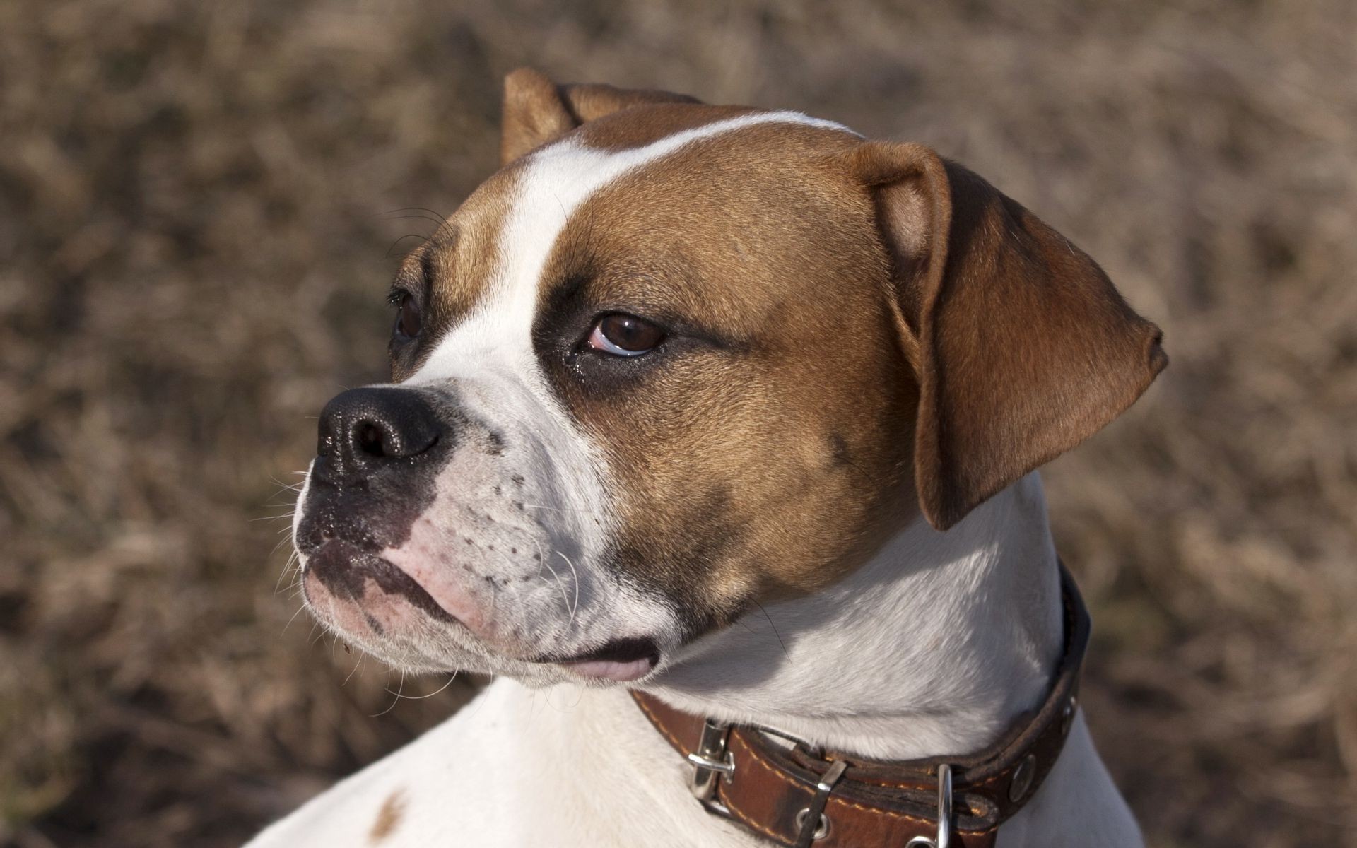 perros perro mamífero perro lindo mascota animal retrato cachorro naturaleza divertido