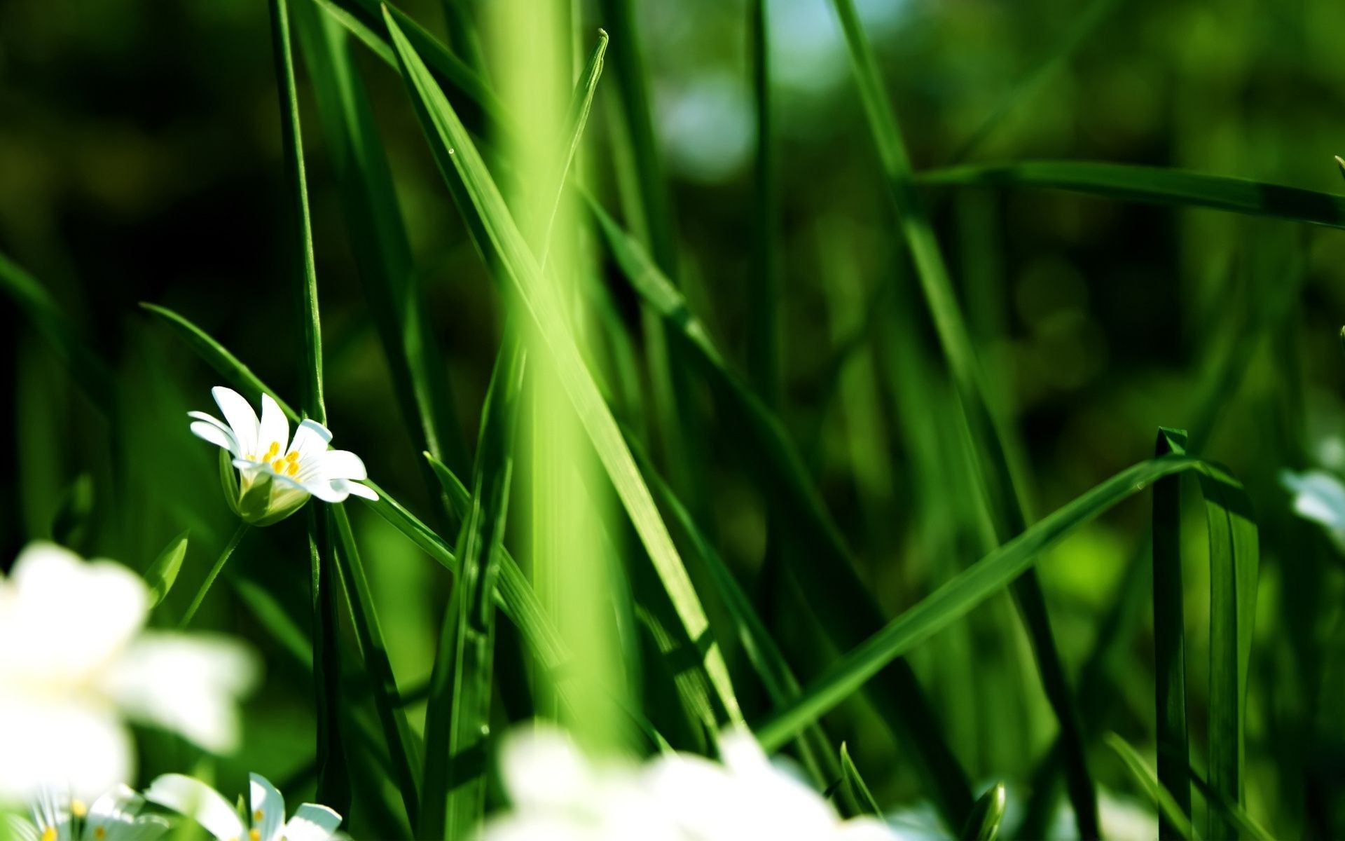 flowers nature leaf grass growth flora summer garden fair weather bright blur outdoors flower sun hayfield environment lawn