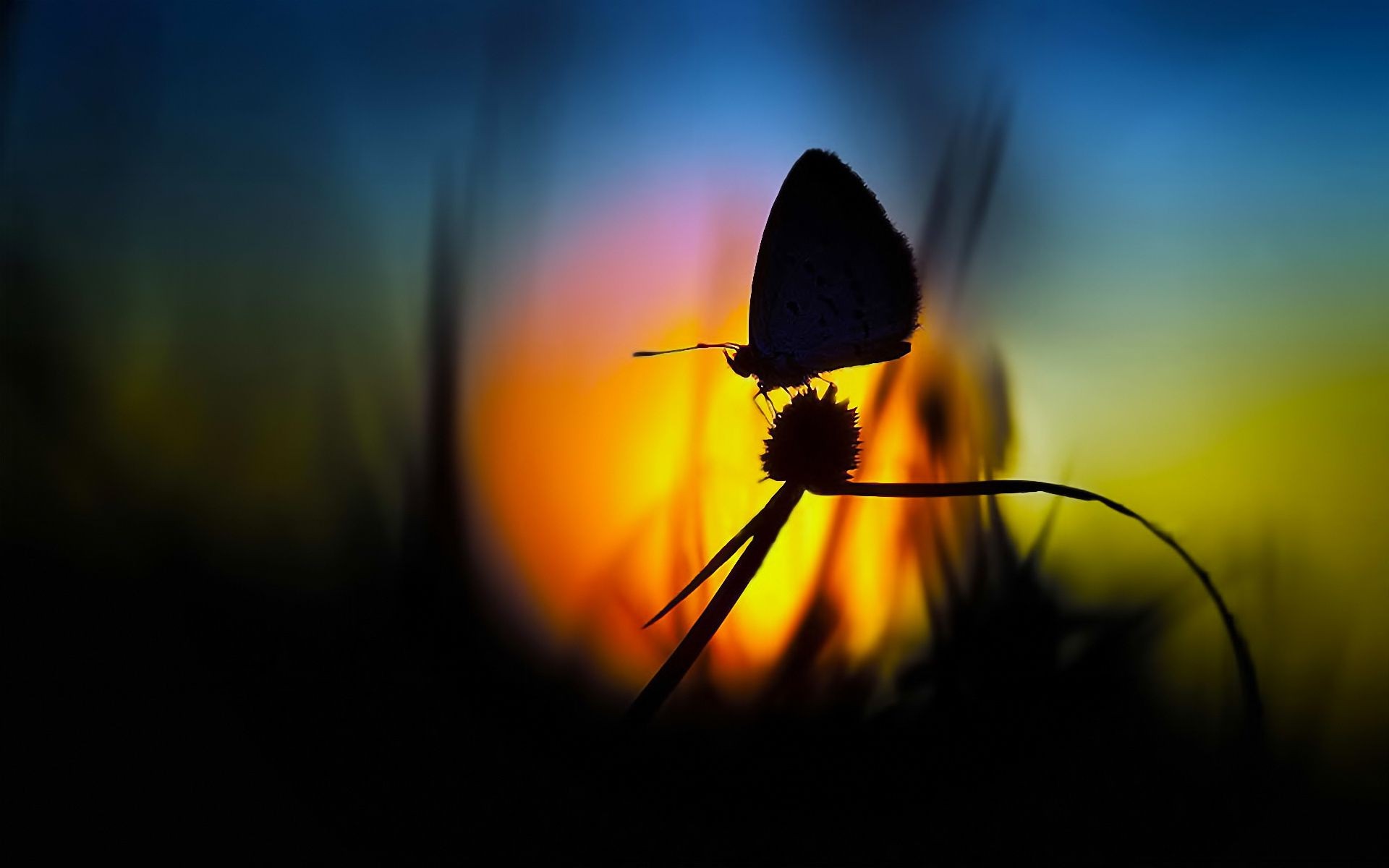 insectos desenfoque insecto mariposa naturaleza flor luz puesta de sol sol abstracto enfoque al aire libre dof