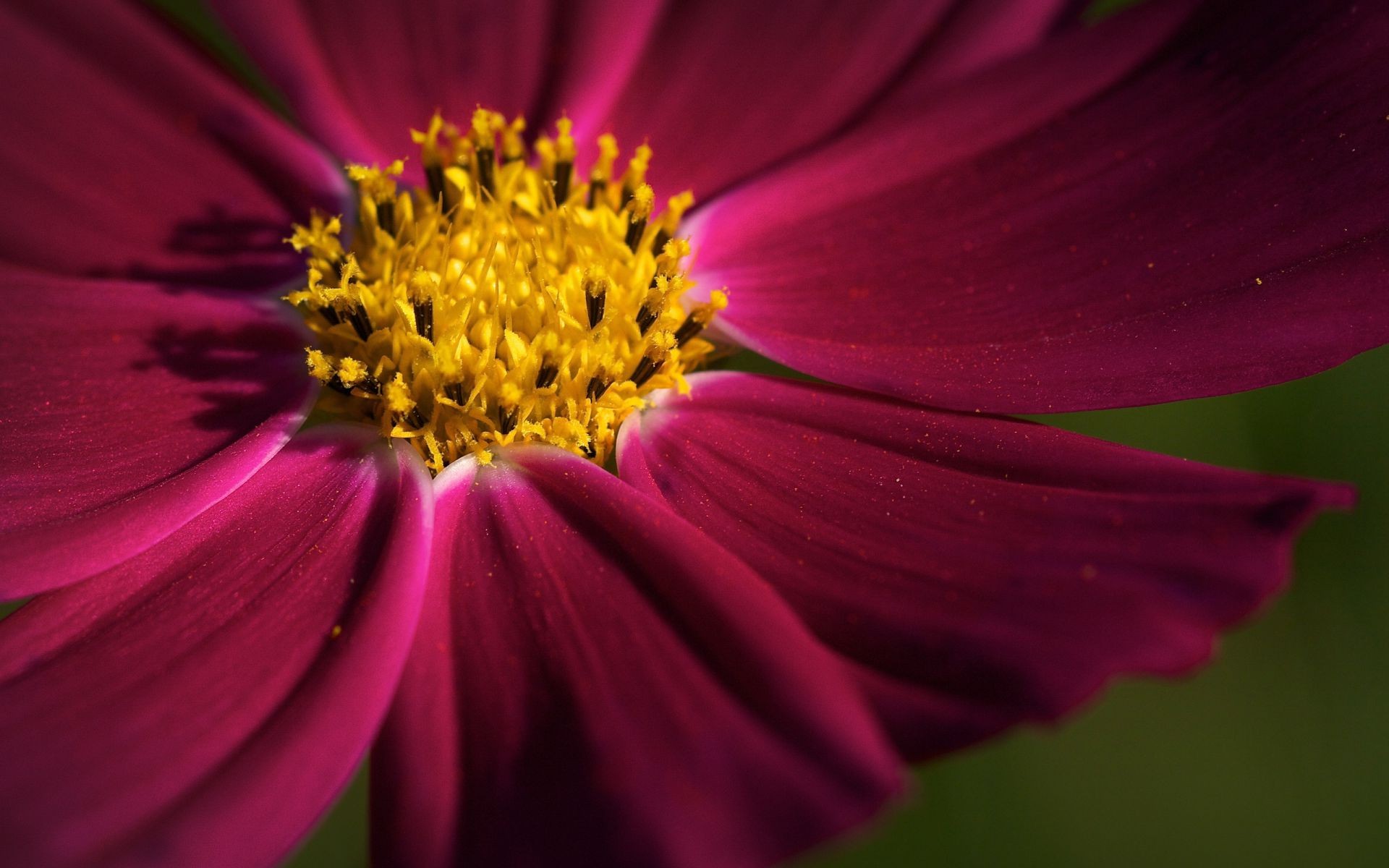 gros plan fleur nature jardin couleur flore été pétale lumineux