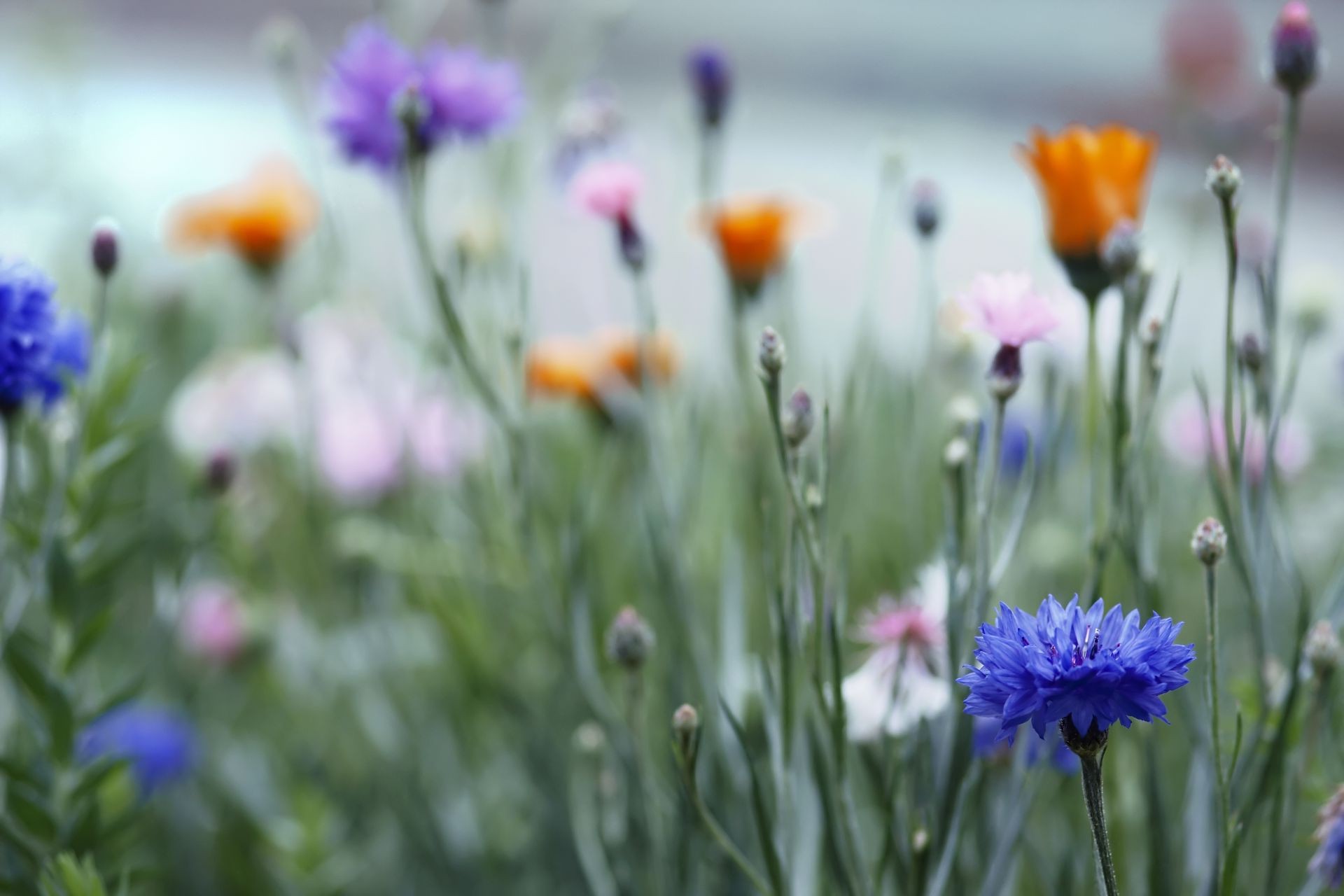 blumen blume feld natur flora heu garten sommer gras blatt farbe wachstum blumen blühen saison des ländlichen schließen gutes wetter hell blütenblatt