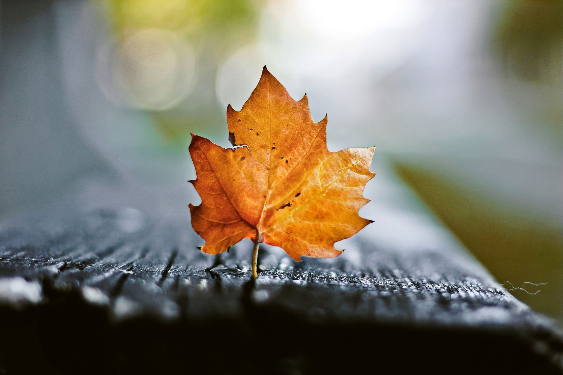 foglie autunno foglia natura all aperto sfocatura flora pioggia acero albero luce giardino natura morta