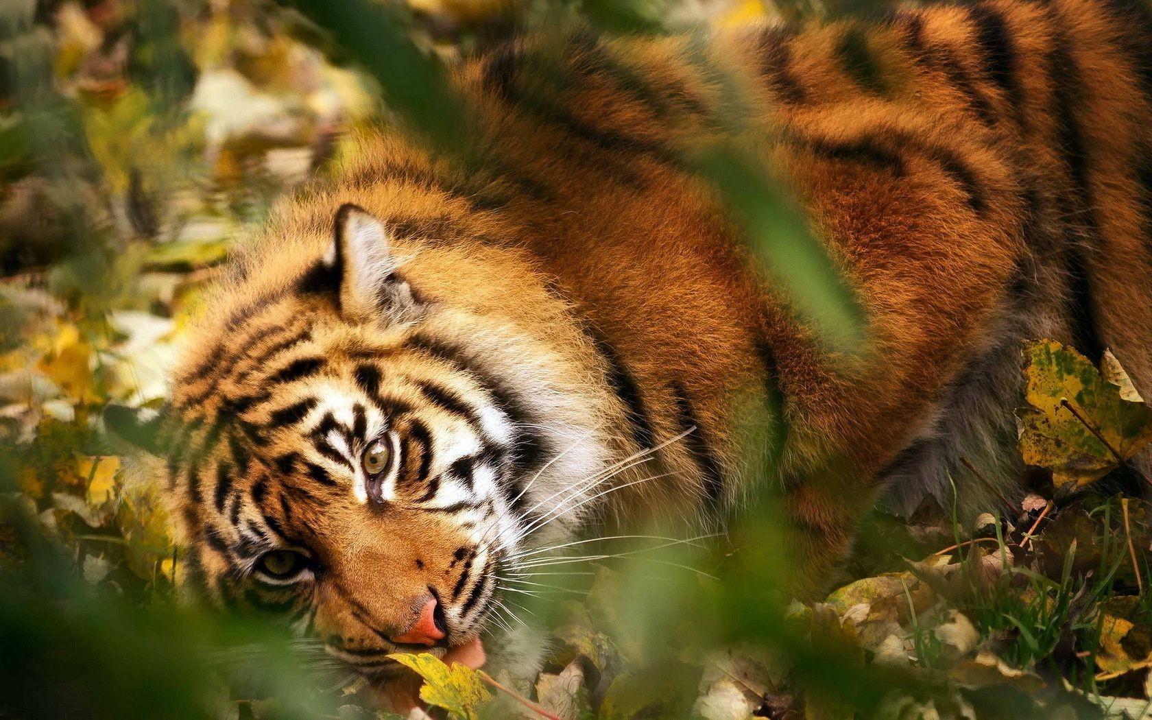 tigres tigre gato vida silvestre mamífero depredador cazador selva raya animal carnívoro zoológico piel mirando salvaje siberiano naturaleza grande agresión retrato tigris