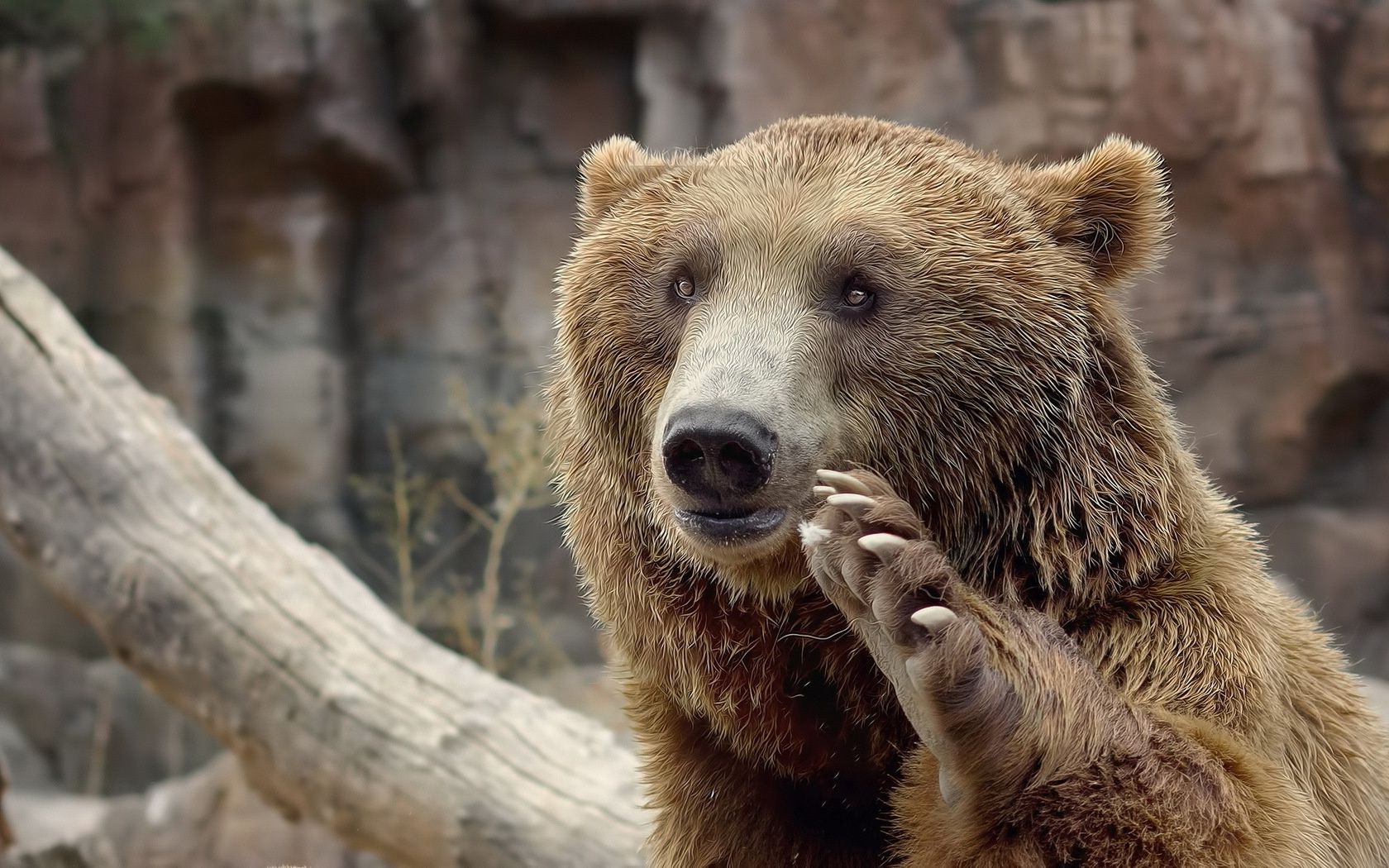 niedźwiedzie ssak dzika przyroda natura futro zwierzę dziki na zewnątrz zoo drapieżnik drewno