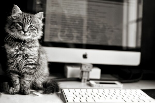 Gato sentado cerca de la computadora