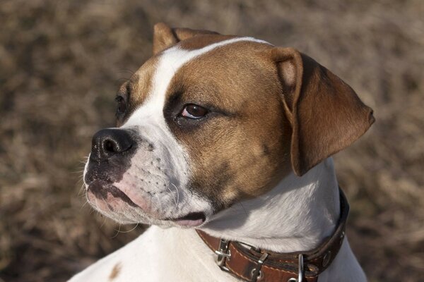 Netter Hund auf der Straße