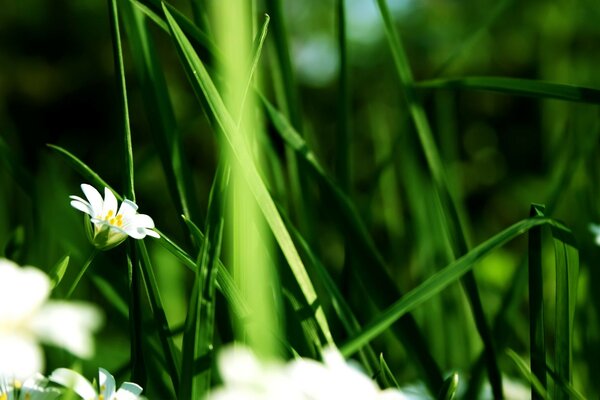 Fiore di camomilla nell erba