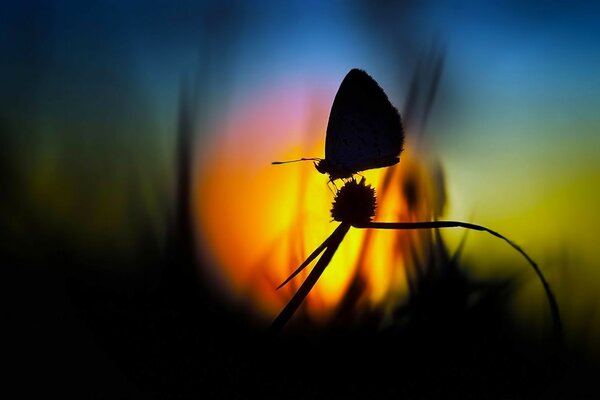 Butterfly on a flower on a sunset background