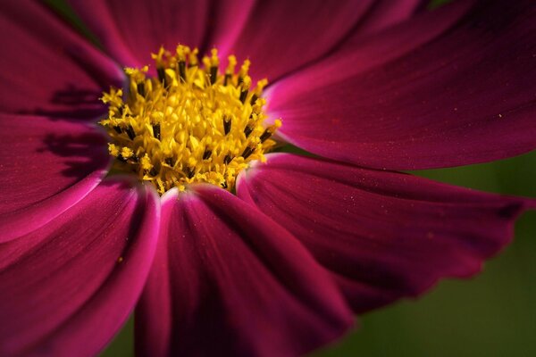 Burgunder Blume Nahaufnahme