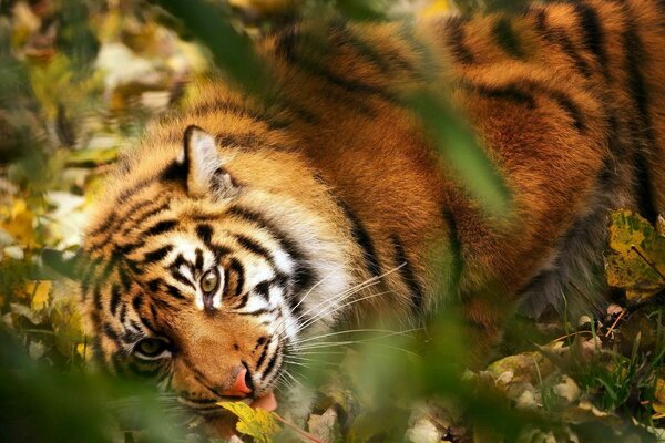 A beautiful tiger in the autumn grass