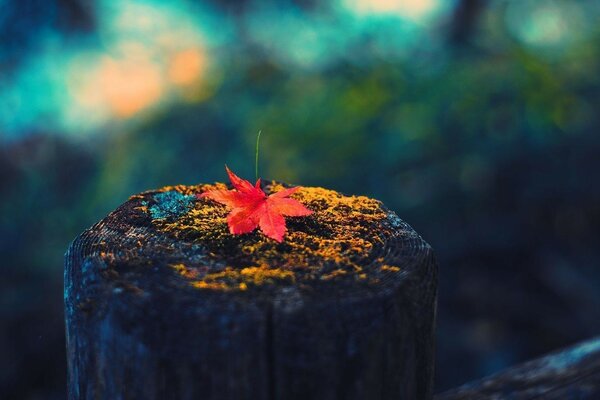 Macro imagen de la hoja de arce de otoño