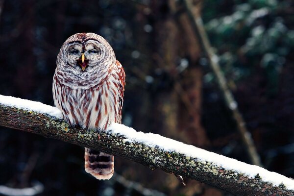 Beautiful owl on a snowy branch